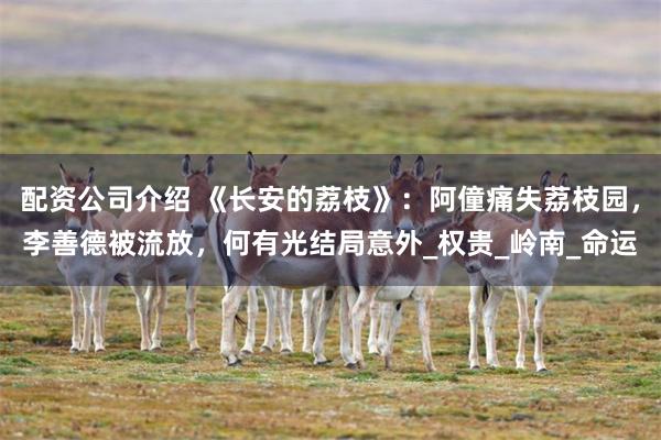 配资公司介绍 《长安的荔枝》：阿僮痛失荔枝园，李善德被流放，何有光结局意外_权贵_岭南_命运